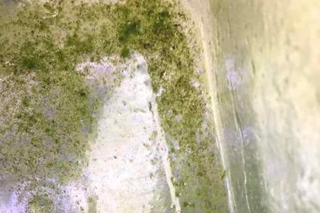 斗鱼竖着不动的原因