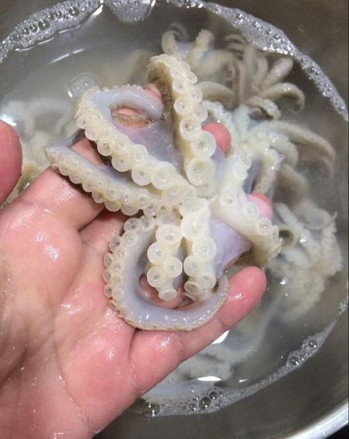 迷你八爪鱼怎么清洗