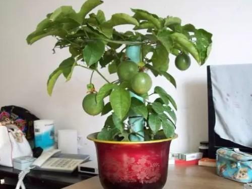 淘米水怎么浇百香果