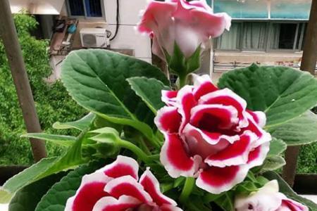 大岩桐徒长不开花怎么解决