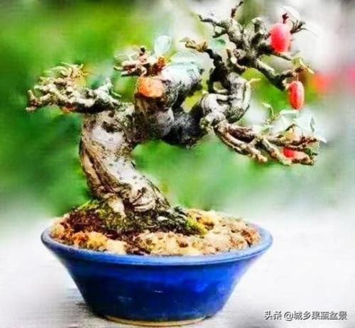 胡秃子盆景耐寒多少度