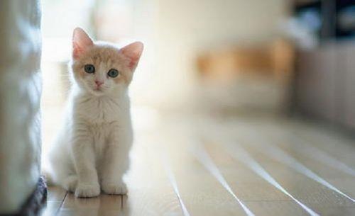 小猫多么怎么造句一年级