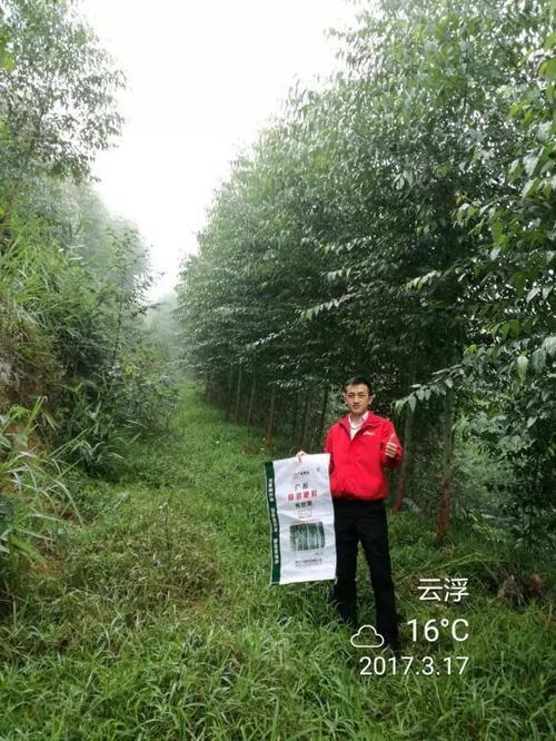 广桉牌桉树肥料价格