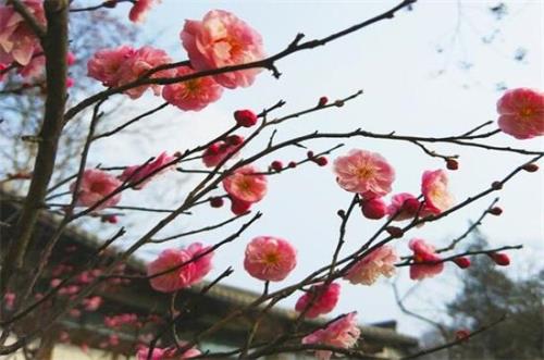 红楼梦里的梅花象征着谁