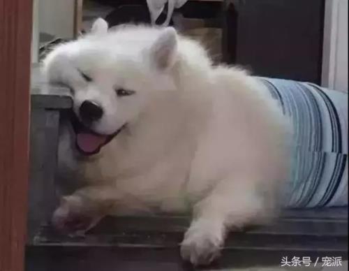 我的狗太肥了，能生吗