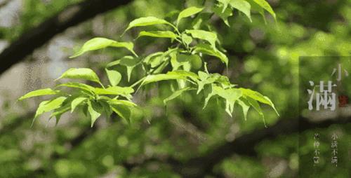 莲花落赶喜顺口溜唱词