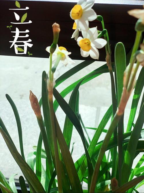 一年两个春好吗