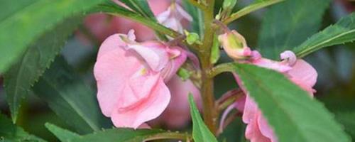 凤仙花怎么保存新鲜