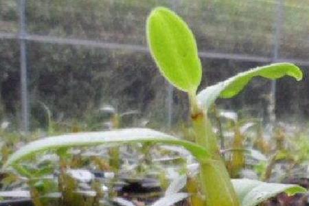 铁皮石斛开花前什么样子