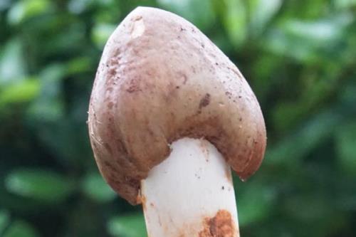 鸡枞菌用沙土种上盖树叶可以吗