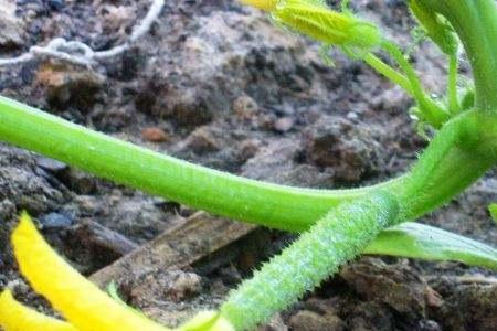一根黄瓜藤种植方法
