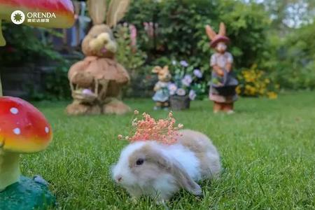 晓萌的寓意