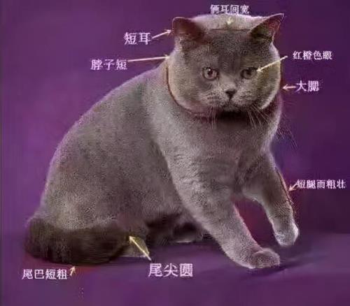 英短脸尖怎么办
