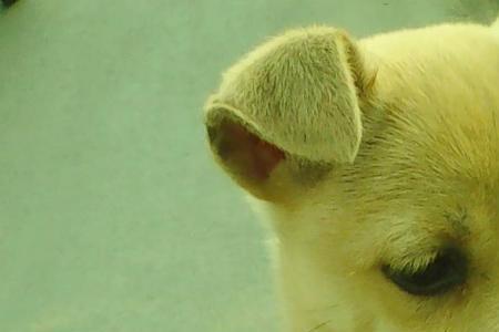 中华田园犬为什么要区别对待
