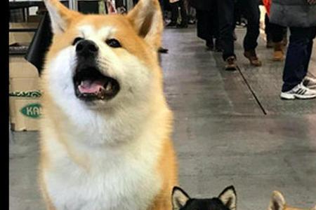柴犬多大可以离开妈妈
