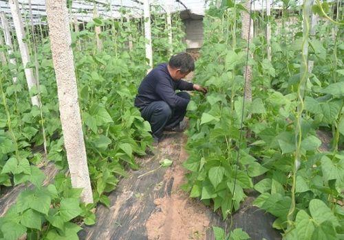 无种子种植是什么意思