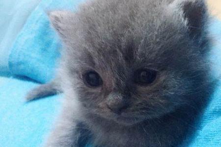 两个月小蓝猫耳朵大不纯吗