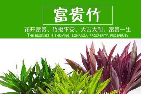 观音竹越长越长寓意