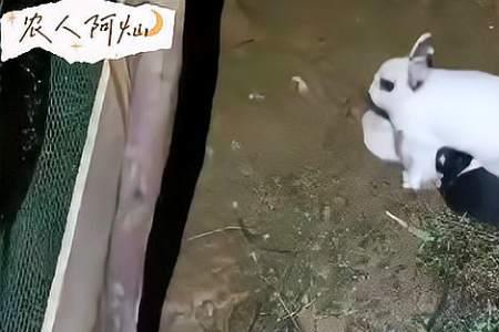 兔子什么时候开始挖洞