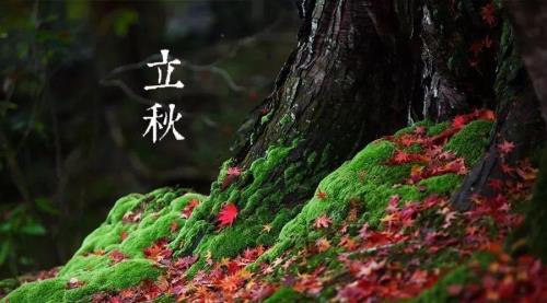 立秋至而梧叶落什么意思