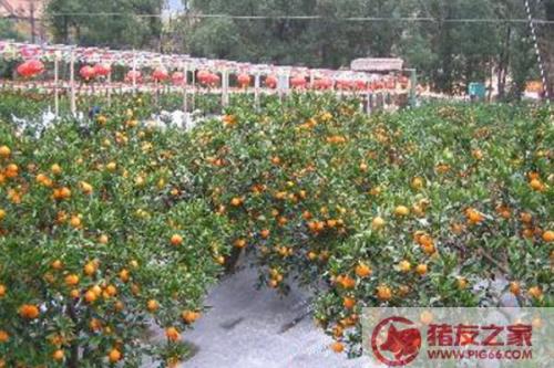 果园是什么意思