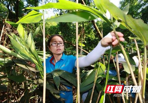 粽叶什么时候采摘