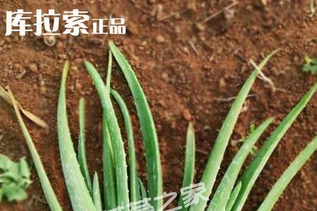 库拉索开花说明什么