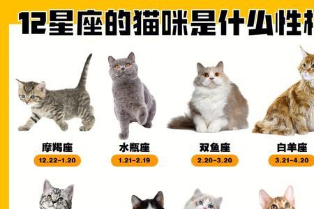 4月份出生的猫咪是什么星座