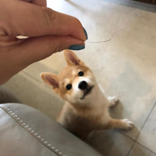 柴犬哪个部位长胡子