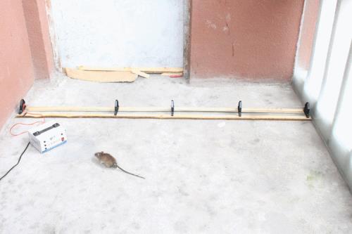 电猫捕鼠器电得死人吗
