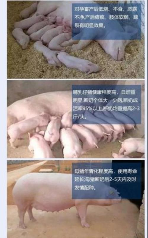 如何提高母猪7天断配率