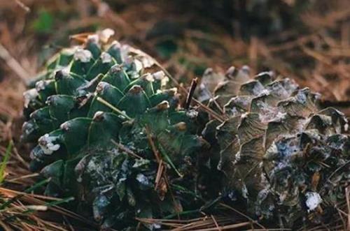 开花的松塔为什么泡水后合上了