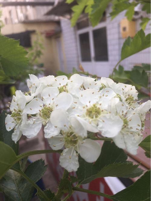 山楂树三月一开花正常吗