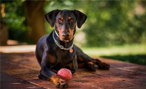 城市禁养杜宾怎么办