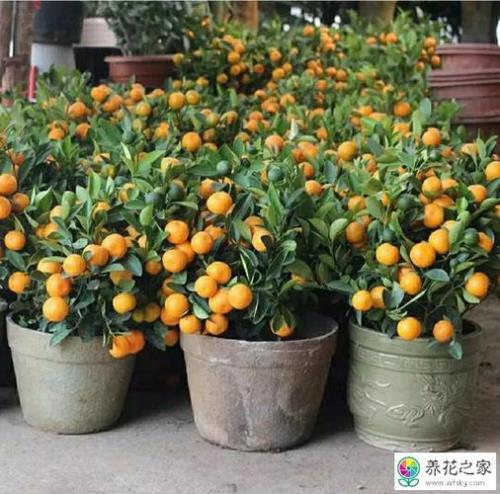 构桔最低耐寒温度是多少