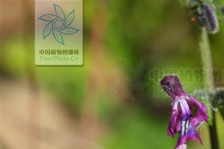稜下读音