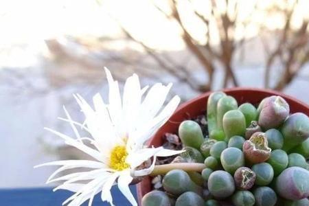 把玉埋在土里养几年