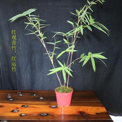 红观音竹怎么才发红