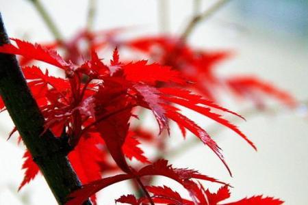七绝枫叶十首