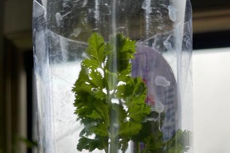矿泉水瓶保存香菜方法