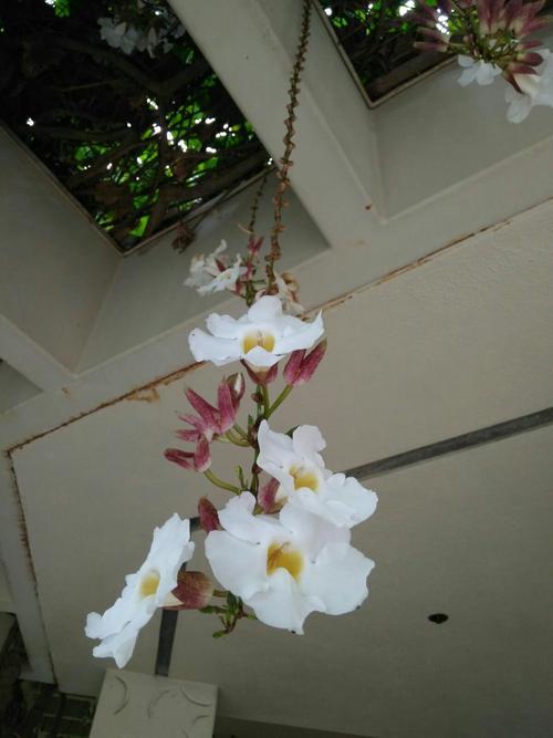 掠艳的意思