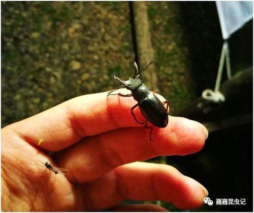 水沟里红色细虫子是什么