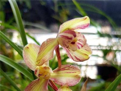 九仙牡丹兰花叶子宽还是窄叶