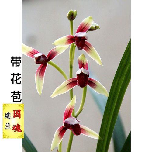 建兰小国魂勤花吗