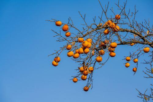 临沂柿子树多的地方是哪里