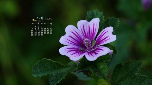 代表12月的花各是什么