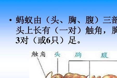 蚂蚁的腹里面是什么