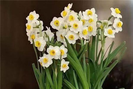 水仙花10桩是什么意思