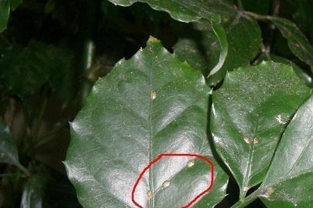 幸福树叶子出现枯叶斑