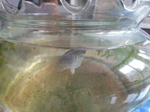 鱼下崽多长时间能下完